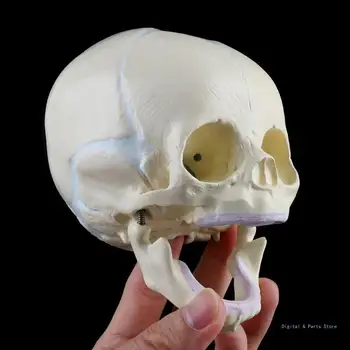  M17F 1: 1 на Човешкия ембрионален бебе, медицински череп, анатомическая модел на скелета, образователна програма