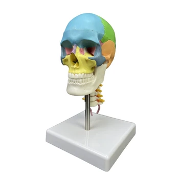  Директна доставка, модел на човешкия череп на цвят, с шейным позвонком за изследване на анатомията на човека