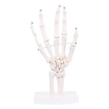  Модел на анатомични скелета, ставите на ръцете Инструмент за изучаване на медицинска анатомията на човека в реален размер