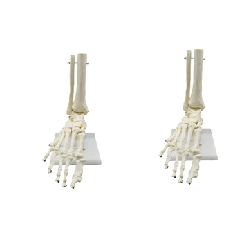  2X 1: 1 Анатомическая модел на крака на човешкия скелет, стъпало и глезен с голеностопной анатомична модел, учебни материали по анатомия