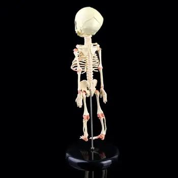  Единична за глава, детски череп, модел за изследване на човека, скелет, Анатомический дисплей за обучение по анатомия